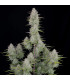 Wedding Cheesecake Fast Buds - Αυτόματοι Σπόροι Κάνναβης
