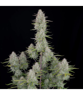 Wedding Cheesecake Fast Buds - Αυτόματοι Σπόροι Κάνναβης