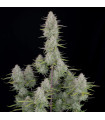 Wedding Cheesecake Auto