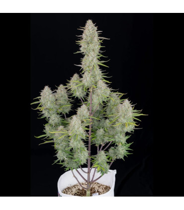 Wedding Cheesecake Fast Buds - Αυτόματοι Σπόροι Κάνναβης