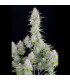 Wedding Cheesecake Fast Buds - Αυτόματοι Σπόροι Κάνναβης