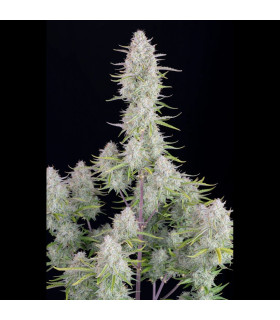 Wedding Cheesecake Auto
