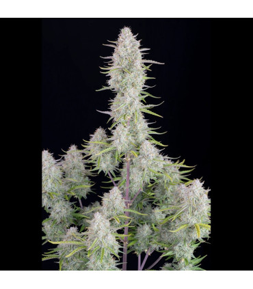 Wedding Cheesecake Fast Buds - Αυτόματοι Σπόροι Κάνναβης
