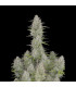 Wedding Cheesecake Fast Buds - Αυτόματοι Σπόροι Κάνναβης