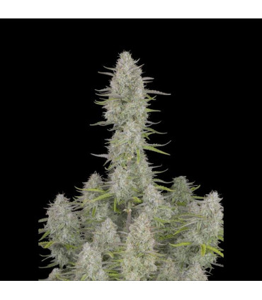 Wedding Cheesecake Fast Buds - Αυτόματοι Σπόροι Κάνναβης