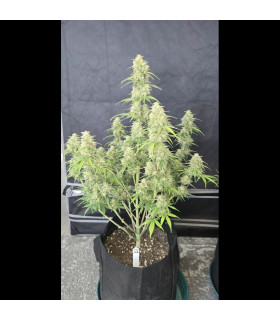 Z-Up Auto Fast Buds - Αυτόματοι Σπόροι Κάνναβης