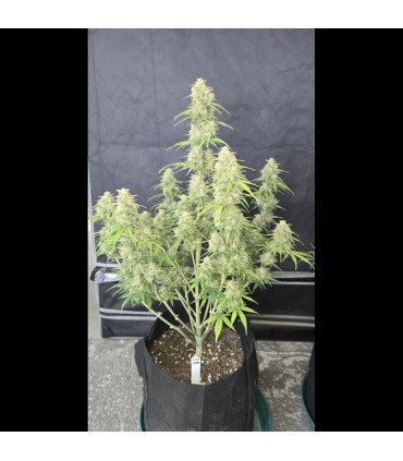 Z-Up Auto Fast Buds - Αυτόματοι Σπόροι Κάνναβης