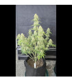 Z-Up Auto
