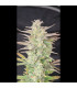 Z-Up Auto Fast Buds - Αυτόματοι Σπόροι Κάνναβης