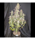 Z-Up Auto Fast Buds - Αυτόματοι Σπόροι Κάνναβης