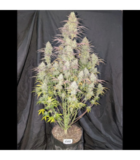 Z-Up Auto
