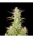 Z-Up Auto Fast Buds - Αυτόματοι Σπόροι Κάνναβης