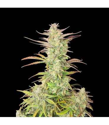 Z-Up Auto Fast Buds - Αυτόματοι Σπόροι Κάνναβης