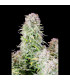 Afghan Kush Auto Fast Buds - Αυτόματοι Σπόροι Κάνναβης