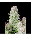 Afghan Kush Auto