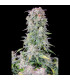 Afghan Kush Auto Fast Buds - Αυτόματοι Σπόροι Κάνναβης