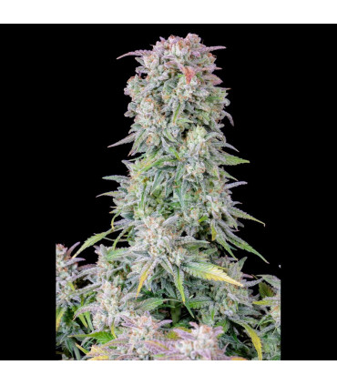 Afghan Kush Auto Fast Buds - Αυτόματοι Σπόροι Κάνναβης