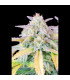 Afghan Kush Auto Fast Buds - Αυτόματοι Σπόροι Κάνναβης