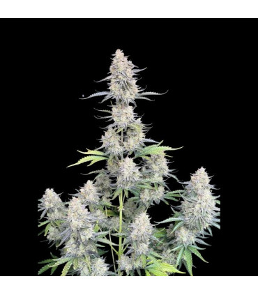 Afghan Kush Auto Fast Buds - Αυτόματοι Σπόροι Κάνναβης