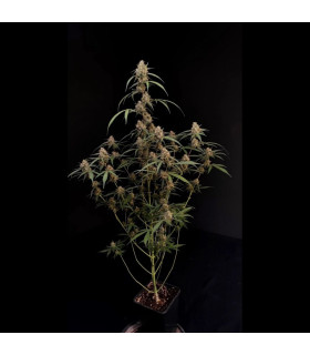 AK Auto Fast Buds - Αυτόματοι Σπόροι Κάνναβης