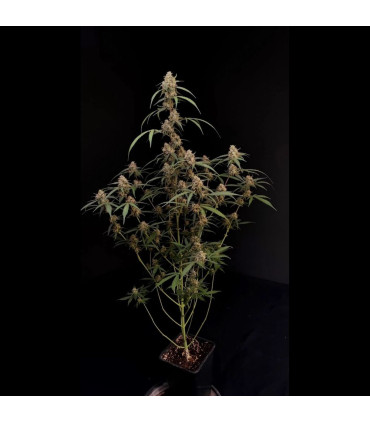 AK Auto Fast Buds - Αυτόματοι Σπόροι Κάνναβης