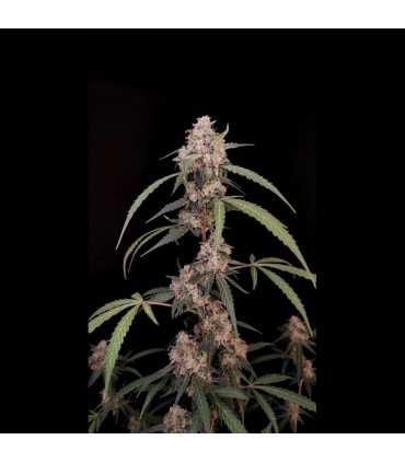 AK Auto Fast Buds - Αυτόματοι Σπόροι Κάνναβης