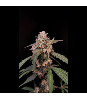 AK Auto