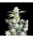 AK Auto Fast Buds - Αυτόματοι Σπόροι Κάνναβης