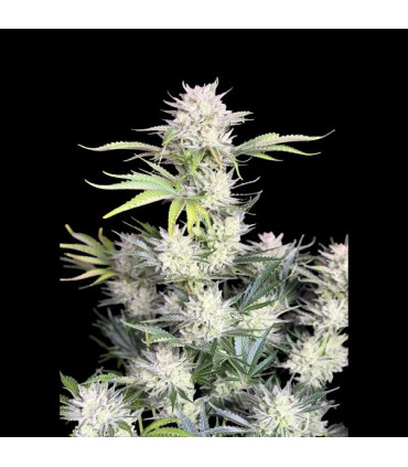 AK Auto Fast Buds - Αυτόματοι Σπόροι Κάνναβης