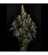 Amnesia Haze Auto Fast Buds - Αυτόματοι Σπόροι Κάνναβης