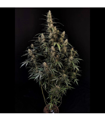 Amnesia Haze Auto Fast Buds - Αυτόματοι Σπόροι Κάνναβης