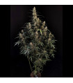 Amnesia Haze Auto
