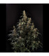 Amnesia Haze Auto Fast Buds - Αυτόματοι Σπόροι Κάνναβης