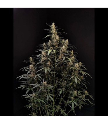 Amnesia Haze Auto Fast Buds - Αυτόματοι Σπόροι Κάνναβης
