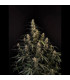 Amnesia Haze Auto Fast Buds - Αυτόματοι Σπόροι Κάνναβης