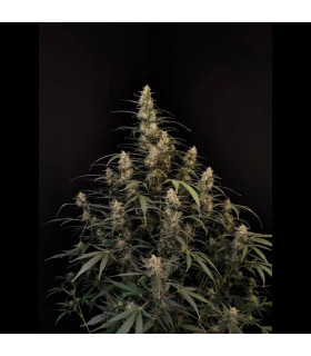Amnesia Haze Auto