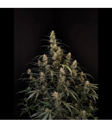 Amnesia Haze Auto Fast Buds - Αυτόματοι Σπόροι Κάνναβης