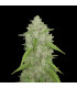 Amnesia Haze Auto Fast Buds - Αυτόματοι Σπόροι Κάνναβης