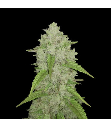 Amnesia Haze Auto Fast Buds - Αυτόματοι Σπόροι Κάνναβης