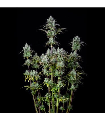 Big Bud Auto Fast Buds - Αυτόματοι Σπόροι Κάνναβης