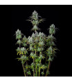 Big Bud Auto