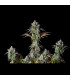Big Bud Auto Fast Buds - Αυτόματοι Σπόροι Κάνναβης