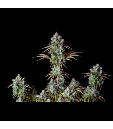 Big Bud Auto Fast Buds - Αυτόματοι Σπόροι Κάνναβης