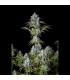 Big Bud Auto Fast Buds - Αυτόματοι Σπόροι Κάνναβης