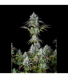 Big Bud Auto