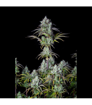 Big Bud Auto Fast Buds - Αυτόματοι Σπόροι Κάνναβης