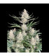 Big Bud Auto Fast Buds - Αυτόματοι Σπόροι Κάνναβης