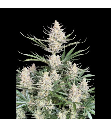 Big Bud Auto Fast Buds - Αυτόματοι Σπόροι Κάνναβης