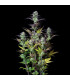 Blueberry Auto Fast Buds - Αυτόματοι Σπόροι Κάνναβης