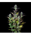 Blueberry Auto